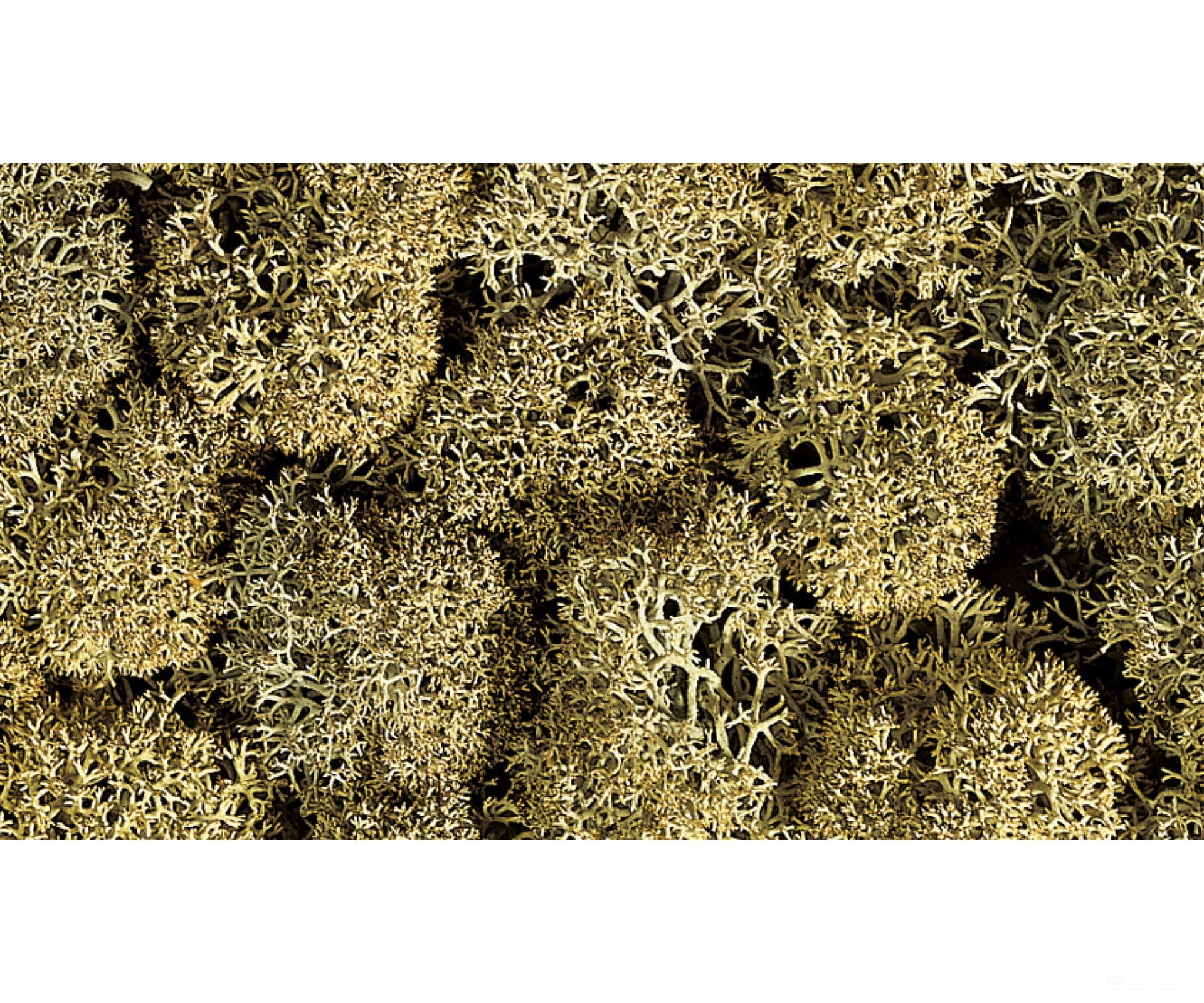 Noch 08600 Lichen stone grey Trees & Vegetation
