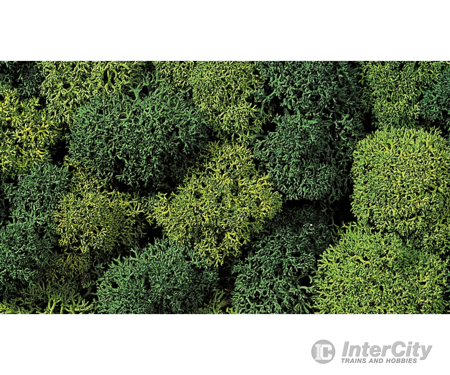 Noch 08610 Lichen Trees & Vegetation