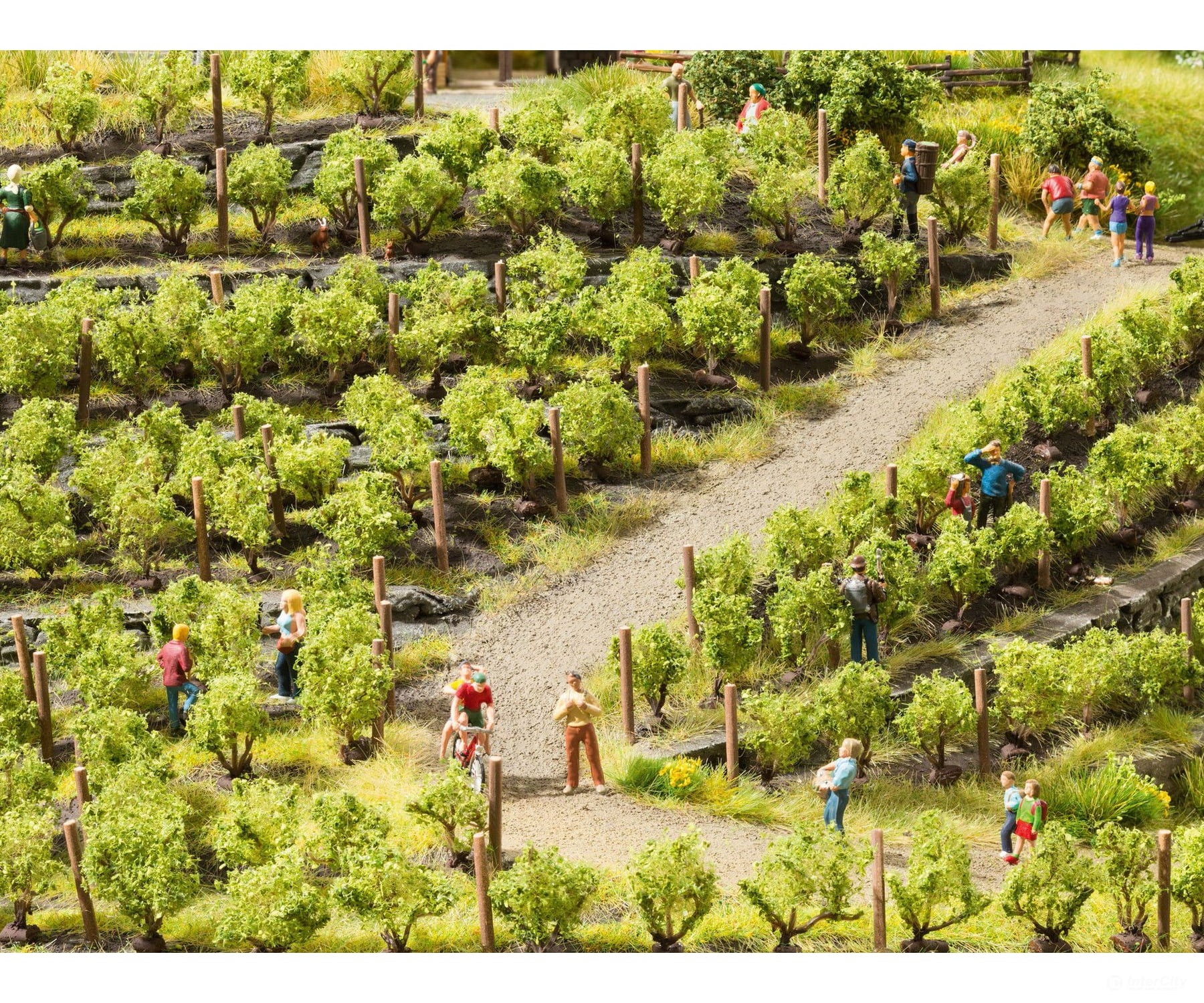 Noch 21545 N Z Grapevines Trees & Vegetation