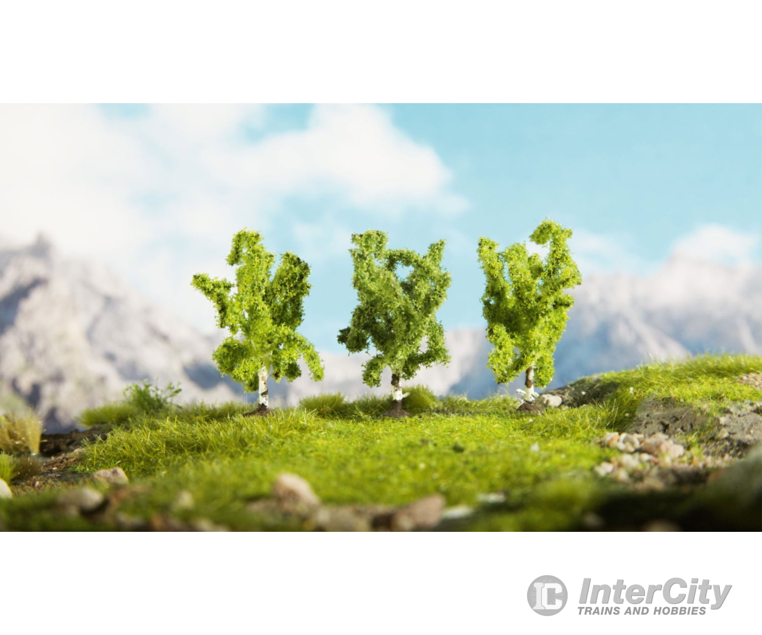 Noch 25520 N Z Birch Trees Trees & Vegetation