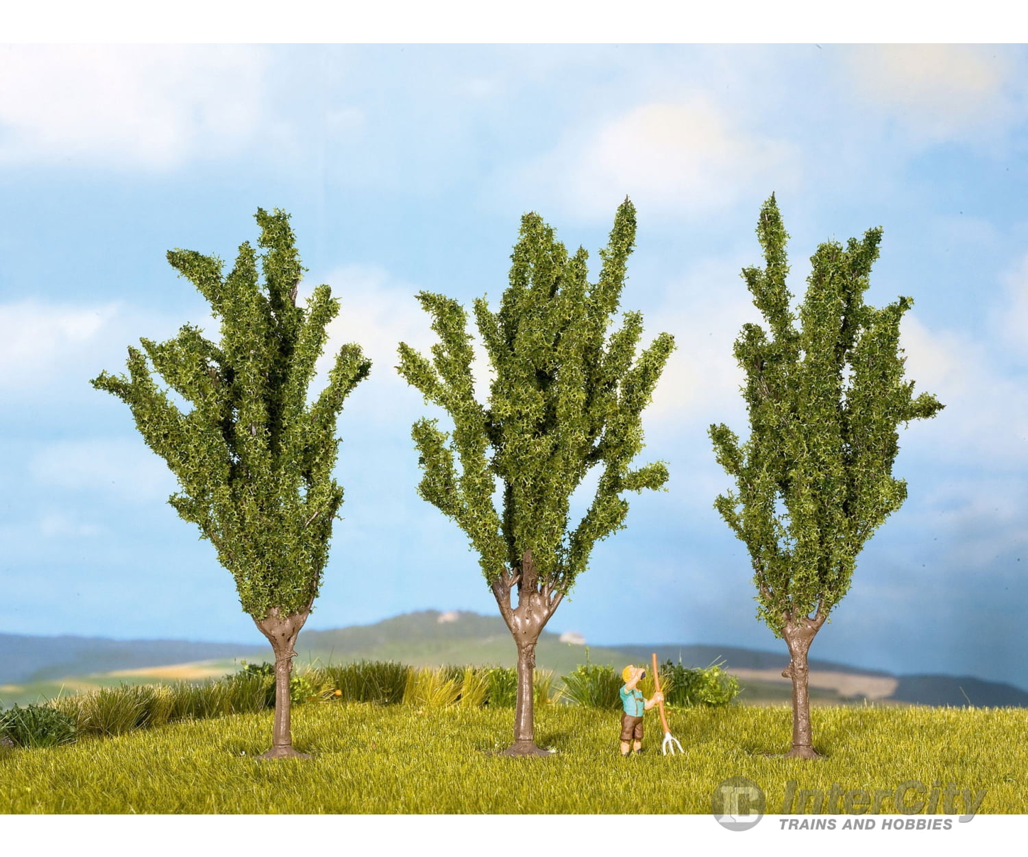 Noch 25525 N Z Poplar Trees Trees & Vegetation