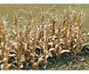 Bachmann 32503 Dried Corn Stalks -- 1 2.5Cm Tall Pkg(30) Other Scenery