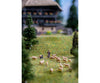 Faller 155901 N Sheep Farming Figures