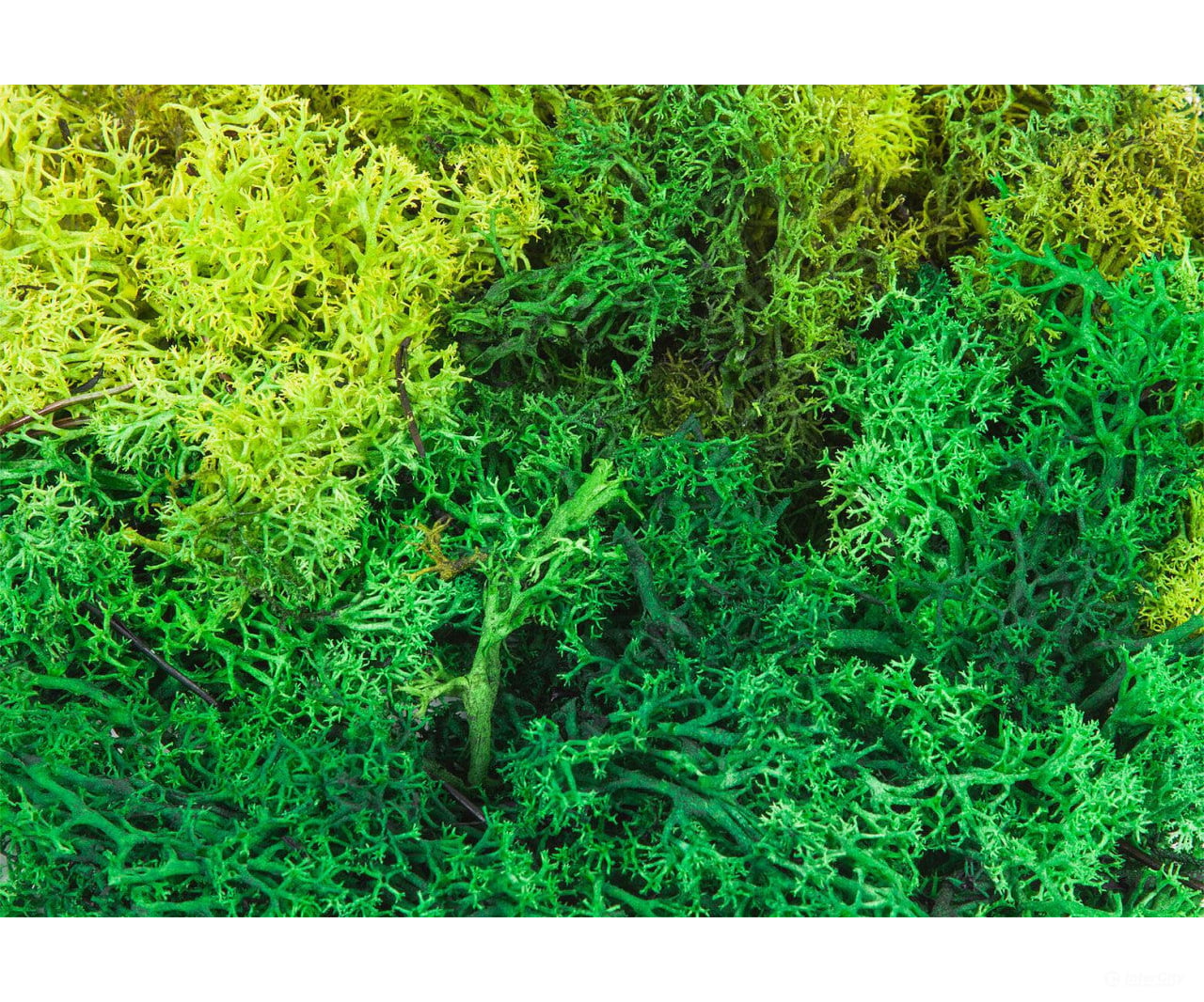 Faller 170729 Ho Tt N Z Lichen Assorted Green 50 G Trees & Vegetation