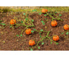 Faller 181258 Ho 6 Squashs Trees & Vegetation