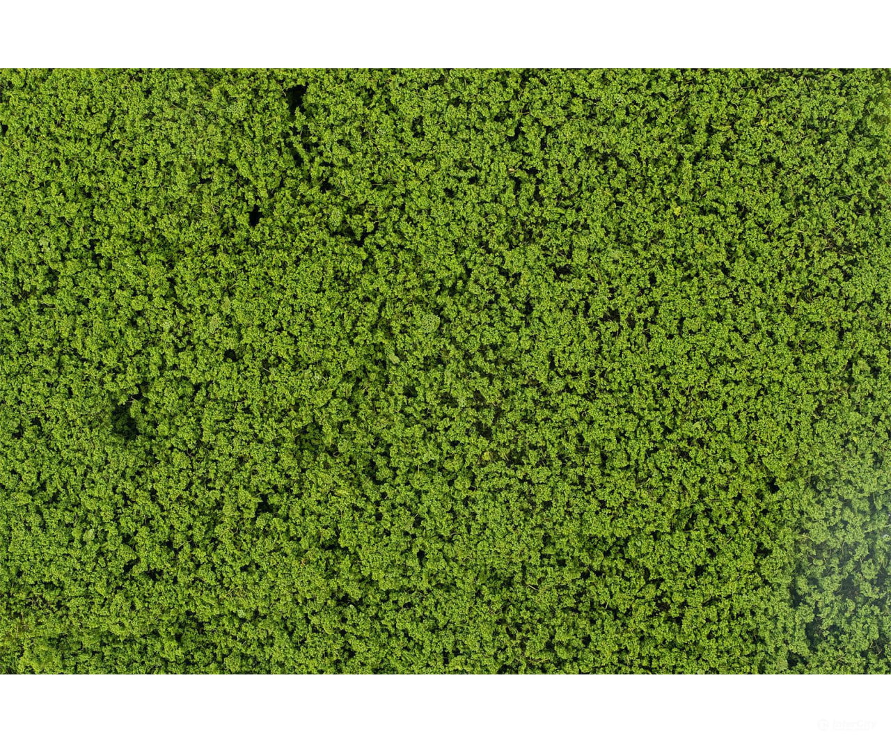 Faller 181625 HO Leaf foliage may green - Trees & Vegetation