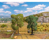 Faller 181804 Ho Tt N 2 Pear Trees Trees & Vegetation