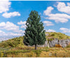 Faller 181852 Ho Tt N Douglas Fir Trees & Vegetation