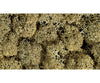 Noch 08600 Lichen stone grey Trees & Vegetation