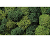 Noch 08621 Lichen Trees & Vegetation