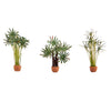 Noch 14024 HO Palms Trees & Vegetation