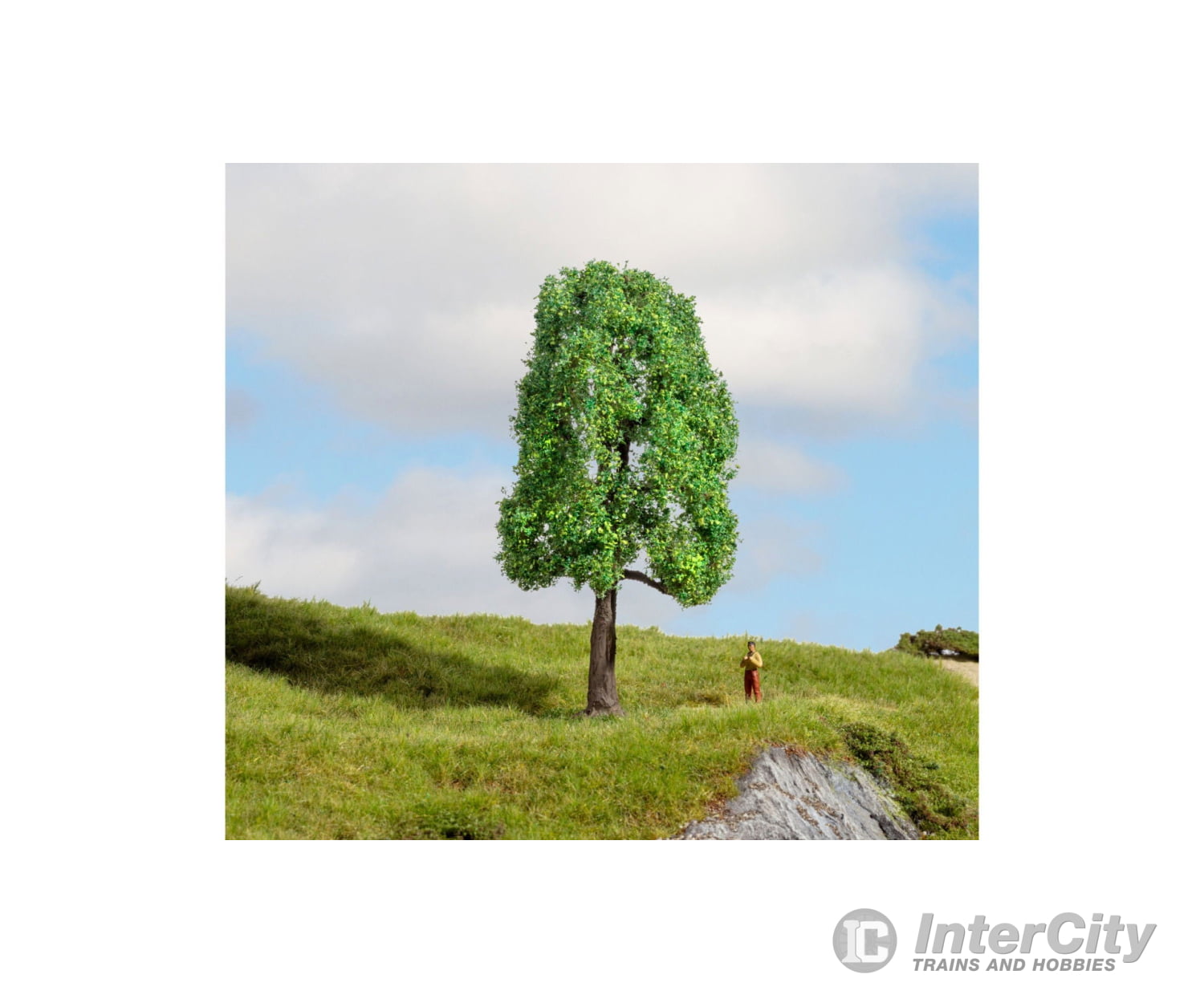 Noch 20101 HO N Z Ash Tree Trees & Vegetation