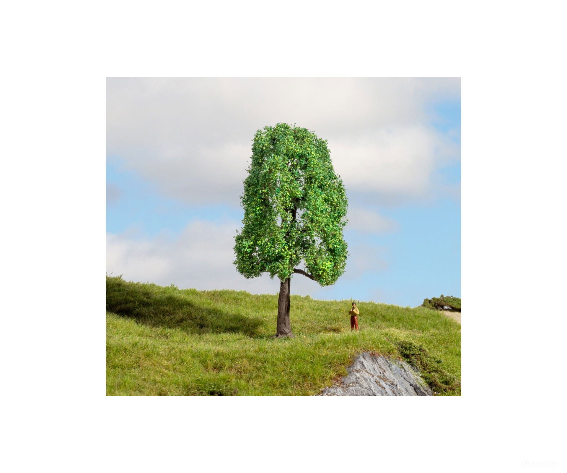 Noch 20101 HO N Z Ash Tree Trees & Vegetation