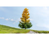 Noch 20168 HO N Z Larch Autumn Model Tree Trees & Vegetation
