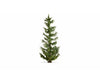Noch 20191 NOCH Master tree Spruce Tre Trees & Vegetation