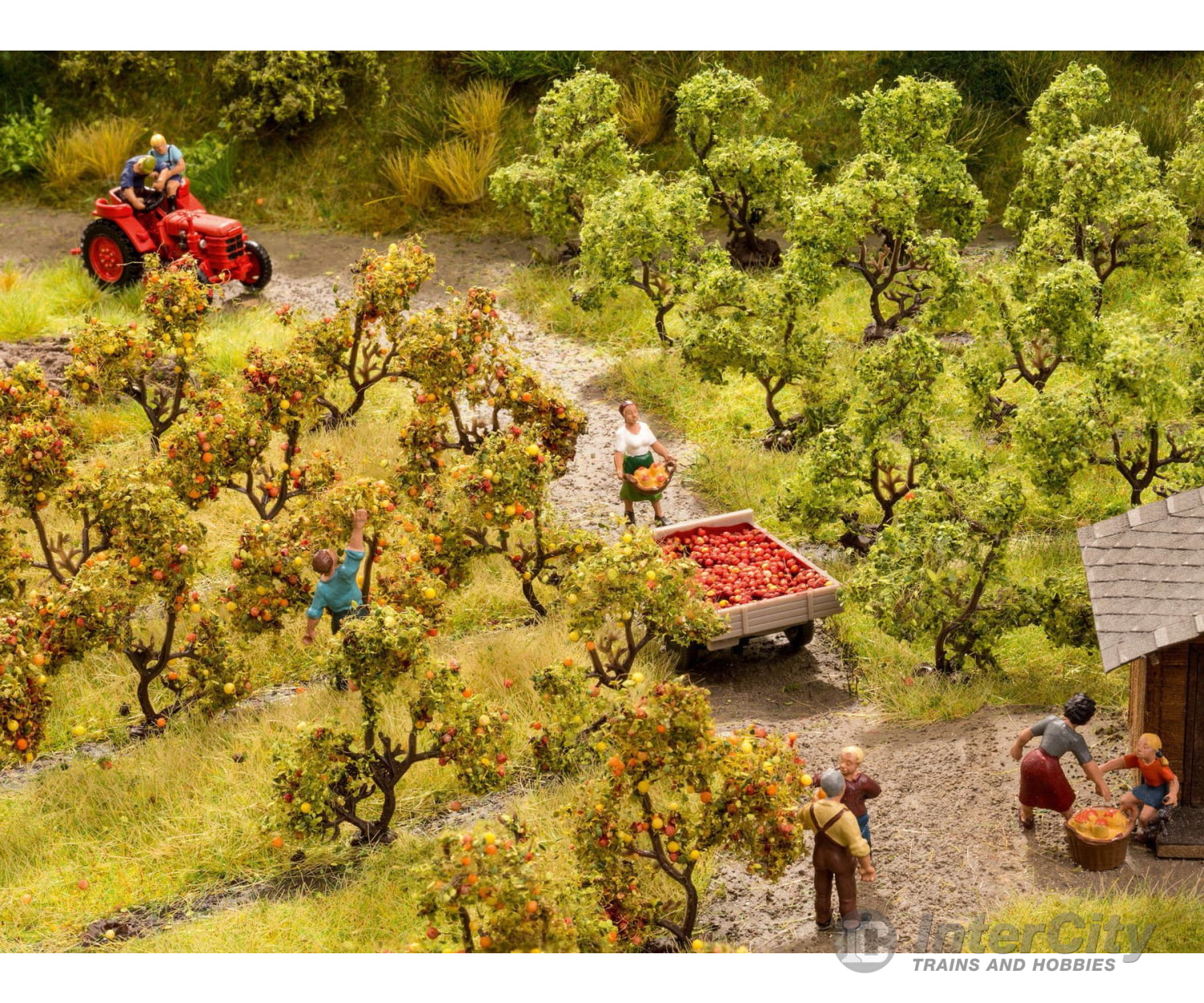 Noch 21537 N Z Plantation Trees with Apples Trees & Vegetation