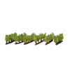 Noch 21545 N Z Grapevines Trees & Vegetation