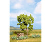 Noch 21600 HO TT N Pear Tree Green Trees & Vegetation