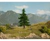 Noch 21810 HO TT N Nordmann Fir Tree Trees & Vegetation