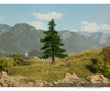 Noch 21810 HO TT N Nordmann Fir Tree Trees & Vegetation