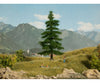 Noch 21811 HO N Nordmann Fir Tree Trees & Vegetation