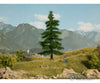 Noch 21811 HO N Nordmann Fir Tree Trees & Vegetation