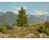 Noch 21816 HO N Spruce Tree Trees & Vegetation