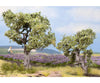 Noch 21995 HO TT Olive Trees Trees & Vegetation