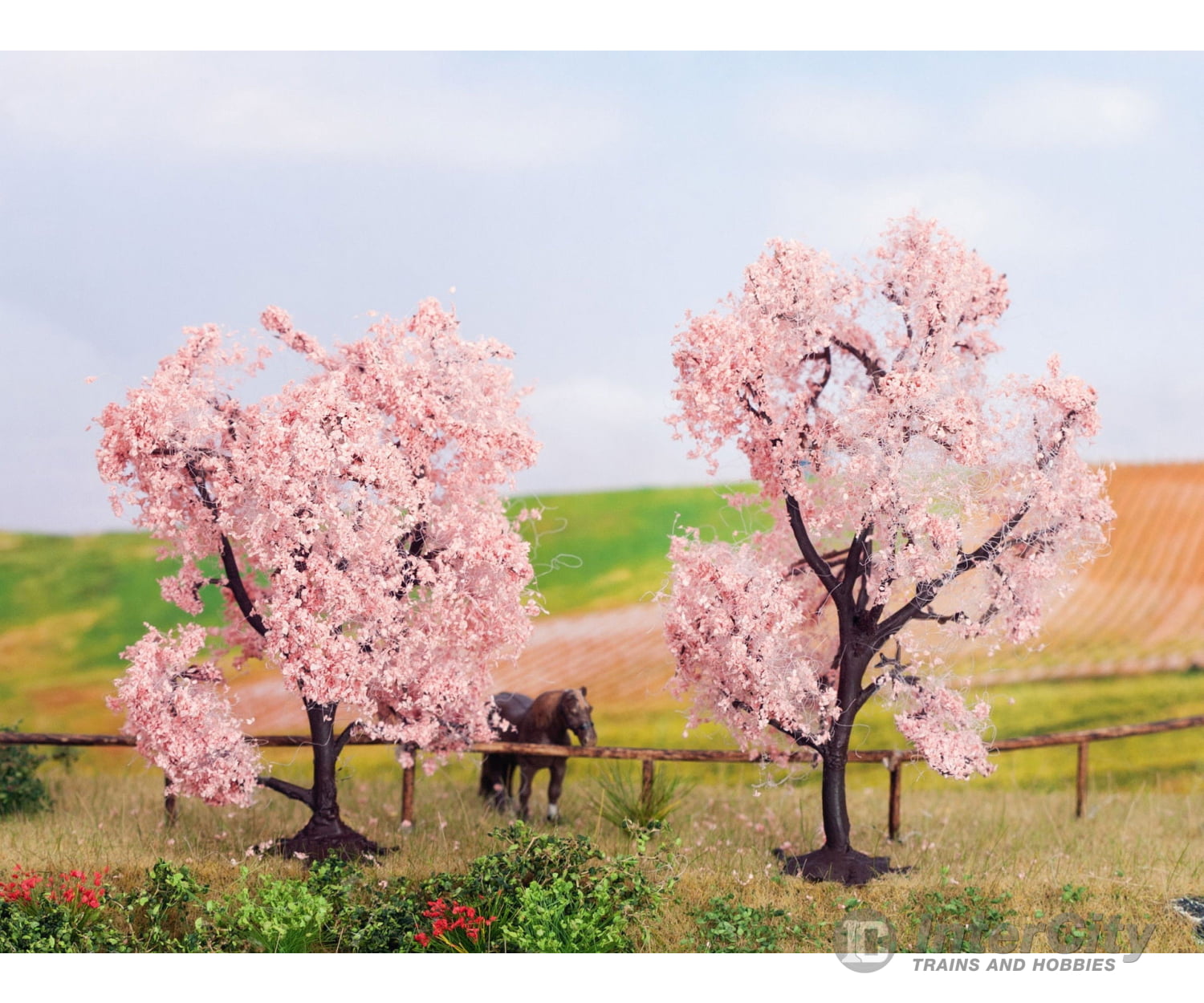 Noch 21996 HO TT N Almond Trees Trees & Vegetation
