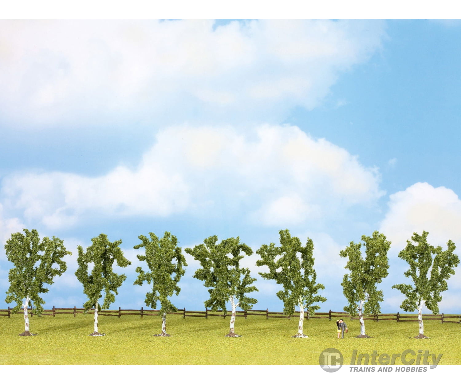Noch 25096 HO TT N Z Birch Trees Trees & Vegetation