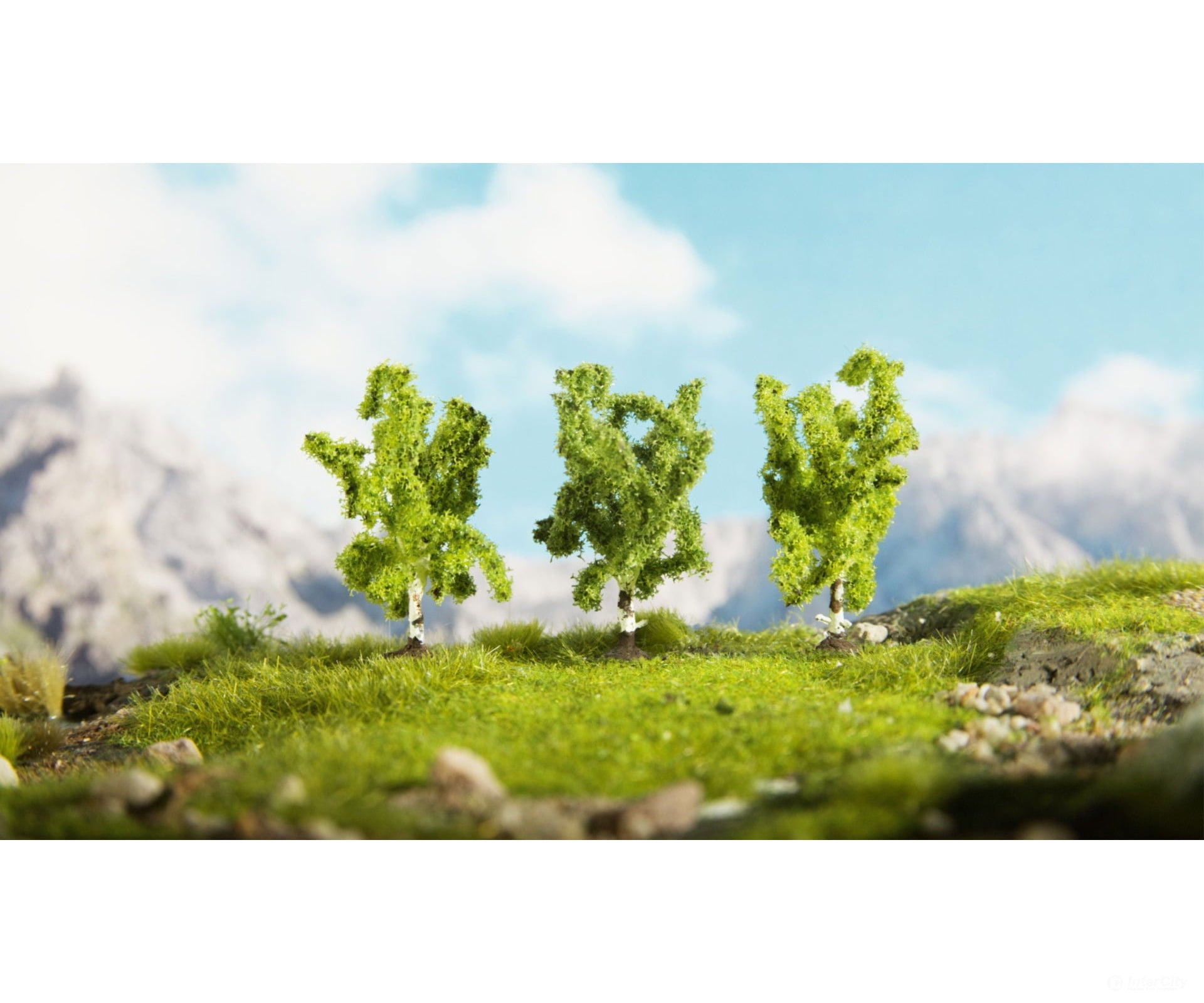 Noch 25520 N Z Birch Trees Trees & Vegetation