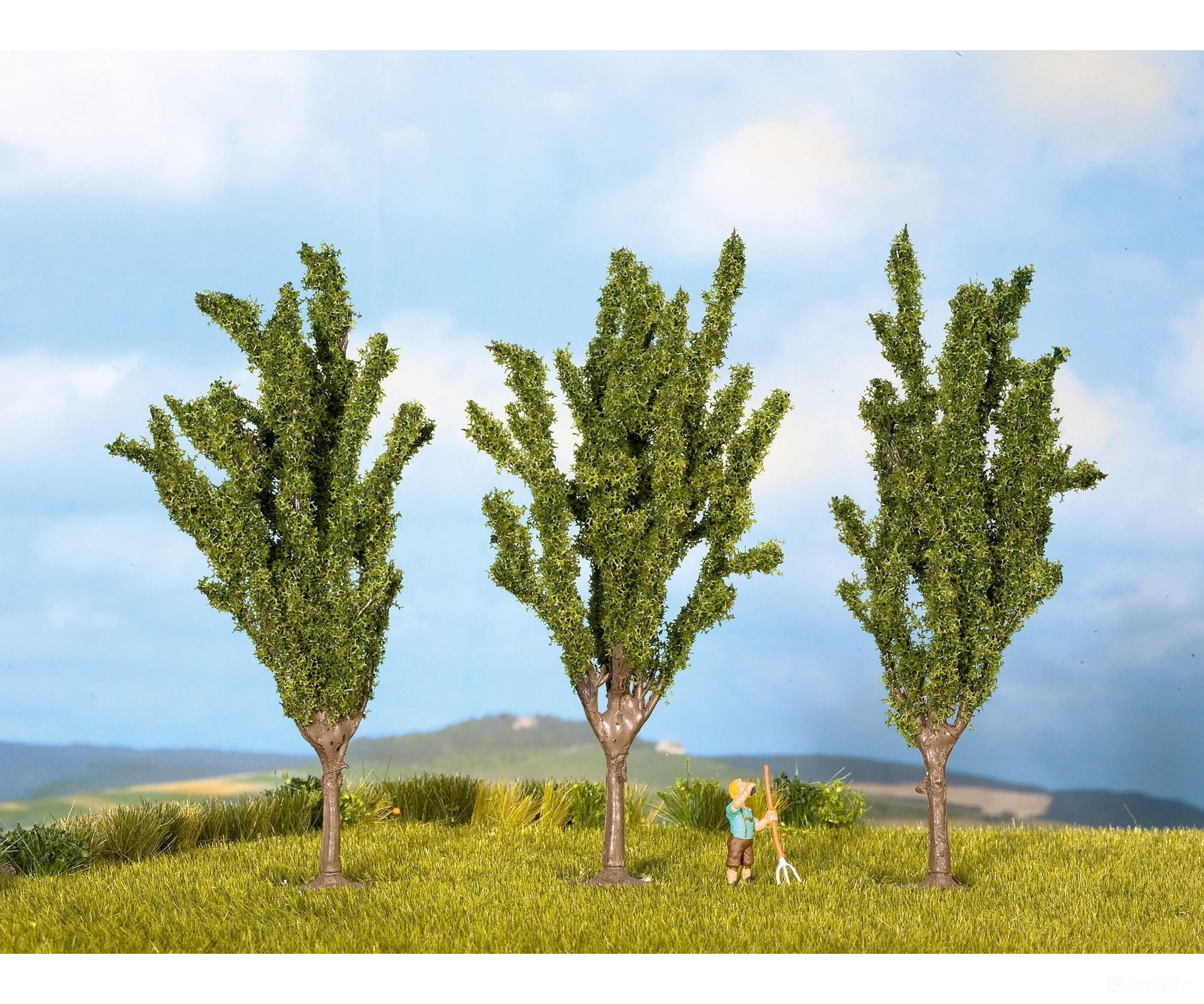 Noch 25525 N Z Poplar Trees Trees & Vegetation