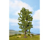Noch 25880 HO TT N O Lime Tree Trees & Vegetation