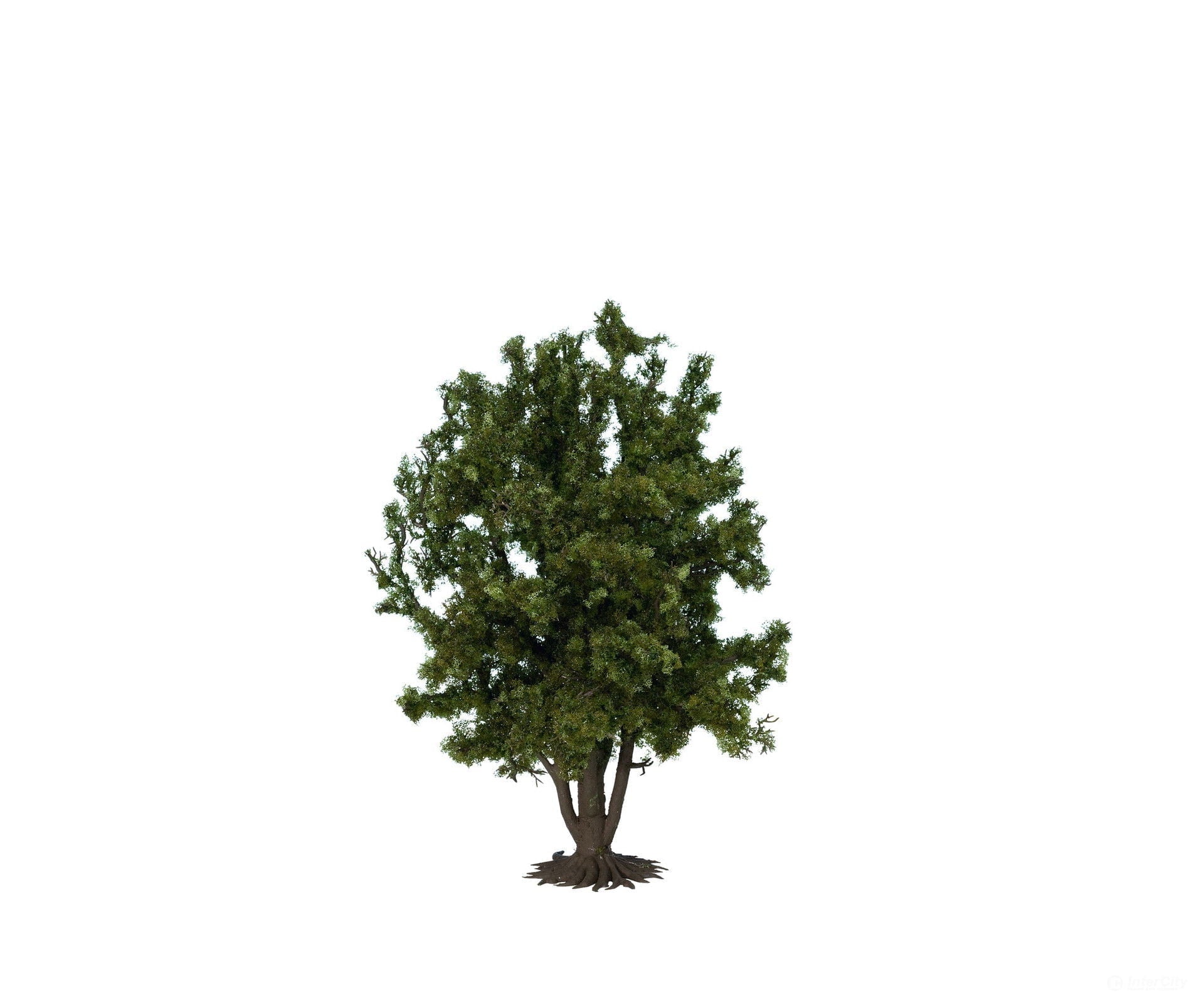 Noch 68015 O G Deciduous Tree Trees & Vegetation
