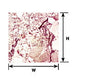 Plastruct 91874 1:12 Rough Marble Sheet Scratch Building Supplies