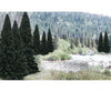 Woodland Scenics 1585 Evergreen Tree Value Pack - Ready Made Trees(Tm) - - 2 To 4’ 5.1 10.2Cm