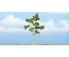 Woodland Scenics 1616 Ready Made Premium Trees(Tm) - Deciduous - - Paper Birch 4 - 1/2’ 11.4Cm