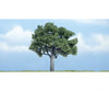 Woodland Scenics 1622 Ready Made Premium Trees(Tm) - Deciduous - - Walnut 4 - 1/4’ 10.8Cm Trees &