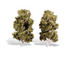 Woodland Scenics 3539 Waters Edge 8’-9’ - 2/Pk Classic Trees & Vegetation