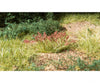 Woodland Scenics 629 Field System - Plant Hues 1.8 Cubic Inches 29.5 Centimeters Each Golden Wheat
