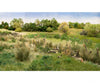 Woodland Scenics 643 Tuft - Tac(Tm) - Field System 4Oz 355Ml Glues & Adhesives